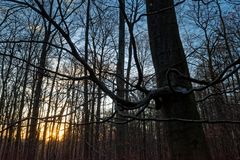 Waldmotive, hier: Sonnenuntergang im Laubwald