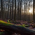 Waldmotive, hier: Sonnenuntergang im Laubwald