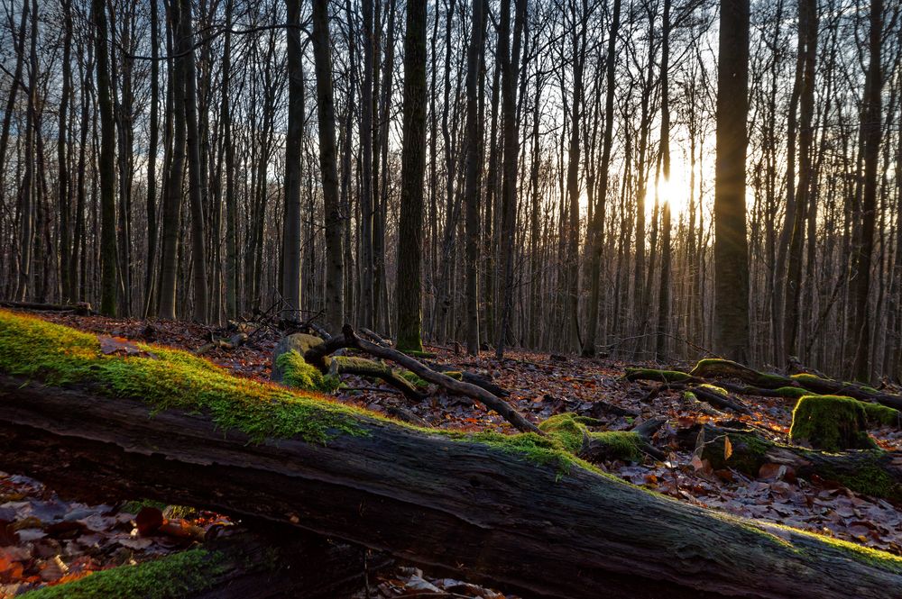 Waldmotive, hier: Sonnenuntergang im Laubwald