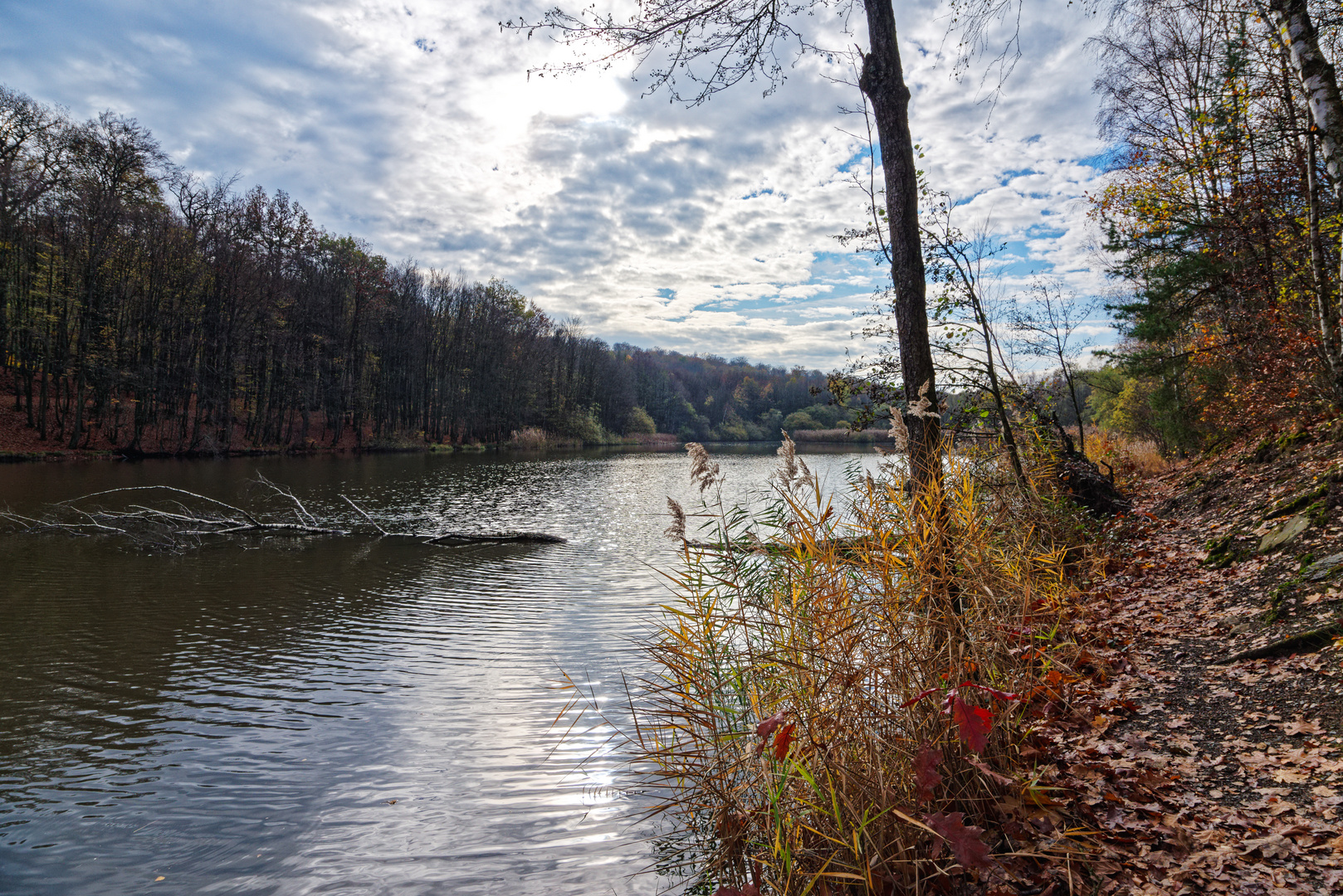 Waldmotive, hier: Spätherbst am Waldteich