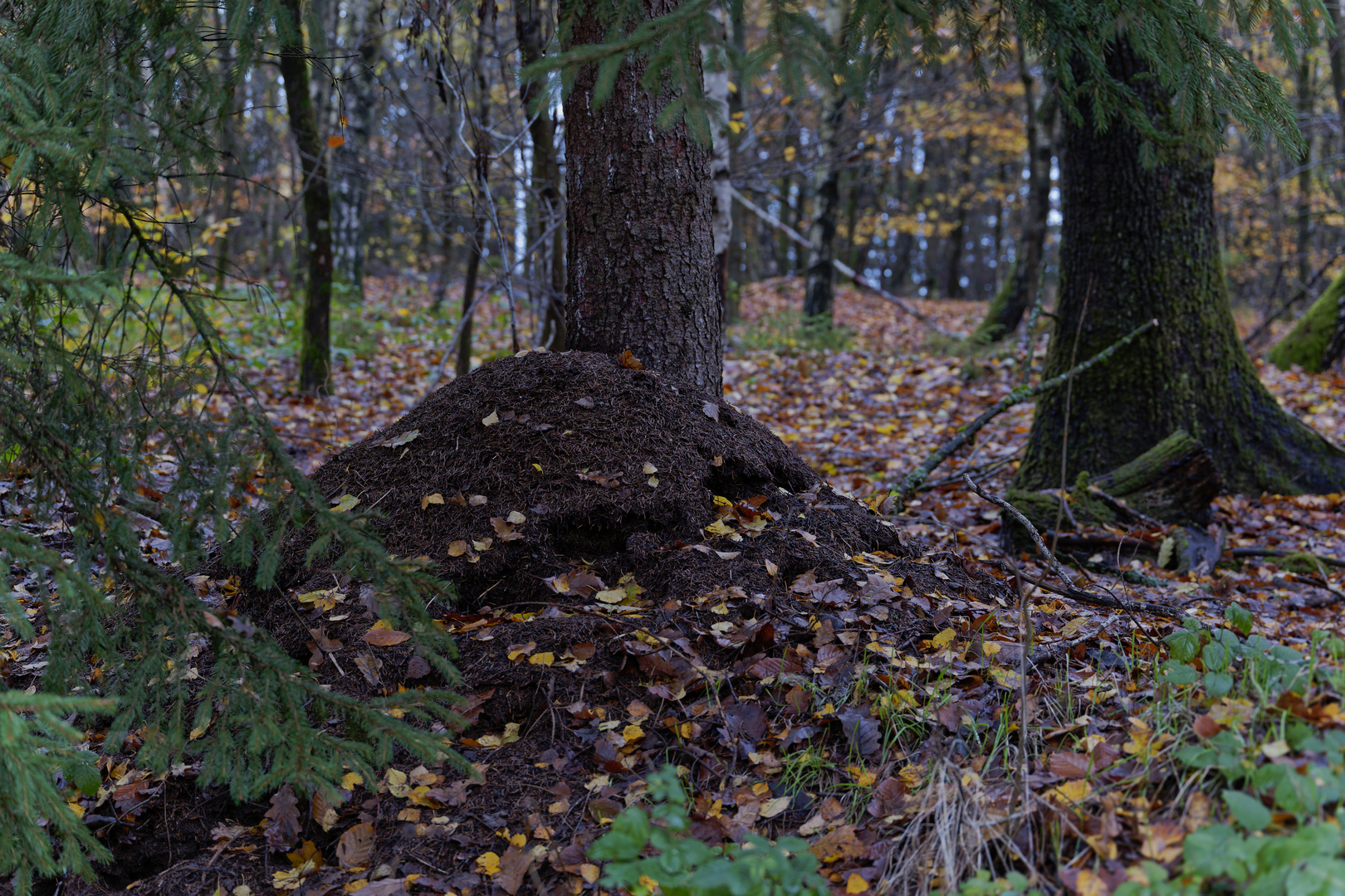 Waldmotive, hier: Spätherbst im Ameisenland