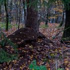 Waldmotive, hier: Spätherbst im Ameisenland