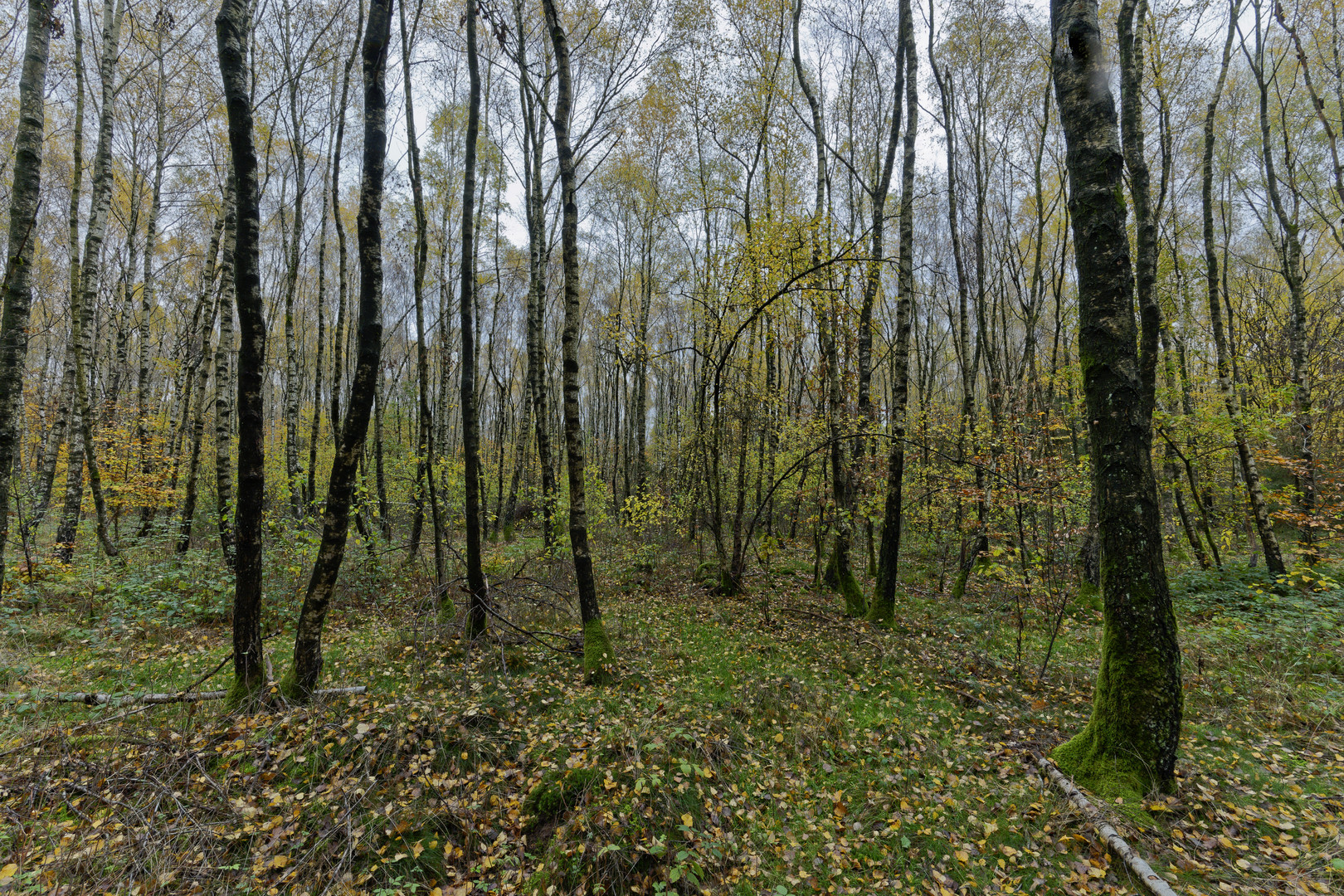 Waldmotive, hier: Spätherbst im Birkenwald (2)