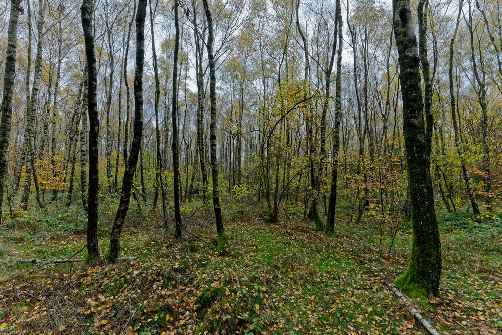 Waldmotive, hier: Spätherbst im Birkenwald (2)