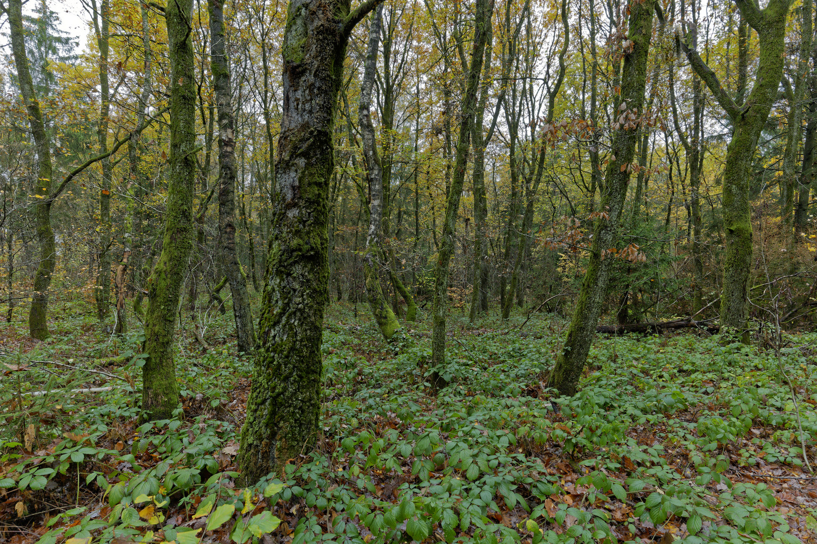 Waldmotive, hier: Spätherbst im Birkenwald