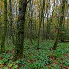 Waldmotive, hier: Spätherbst im Birkenwald