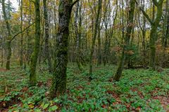 Waldmotive, hier: Spätherbst im Birkenwald