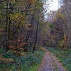 Waldmotive, hier: Spätherbst im Laubwald