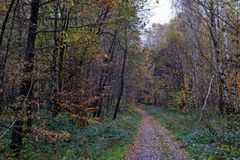 Waldmotive, hier: Spätherbst im Laubwald