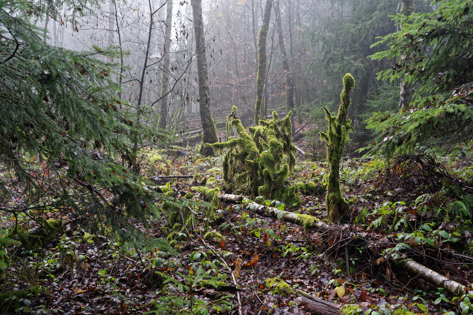 Waldmotive, hier: Spätherbst im Zauberwald