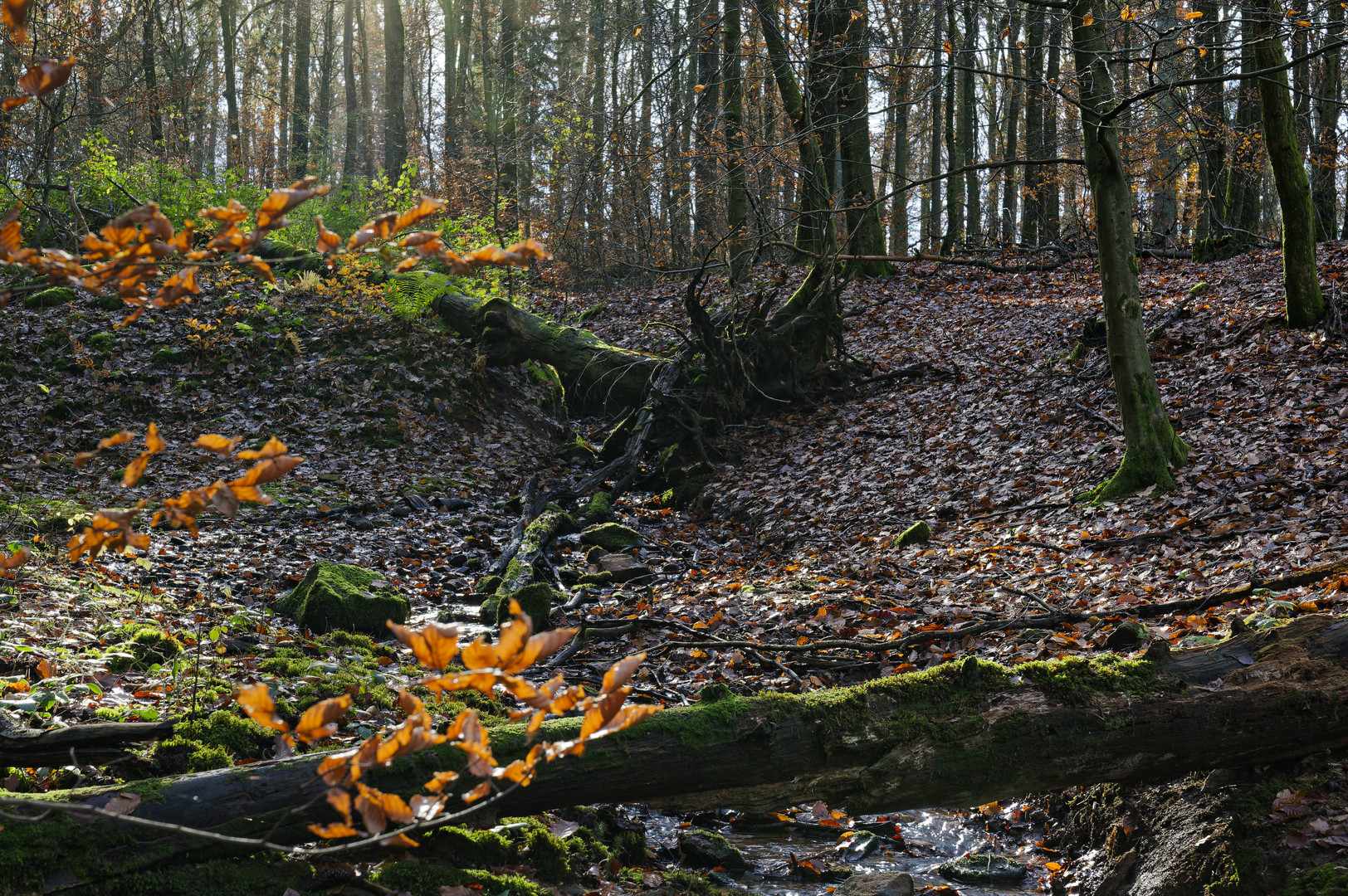 Waldmotive, hier: Spätherbstimpressionen am Bachlauf