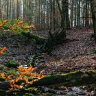 Waldmotive, hier: Spätherbstimpressionen am Bachlauf