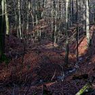 Waldmotive, hier: Spätherbstimpressionen im Buchenwald