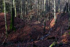 Waldmotive, hier: Spätherbstimpressionen im Buchenwald
