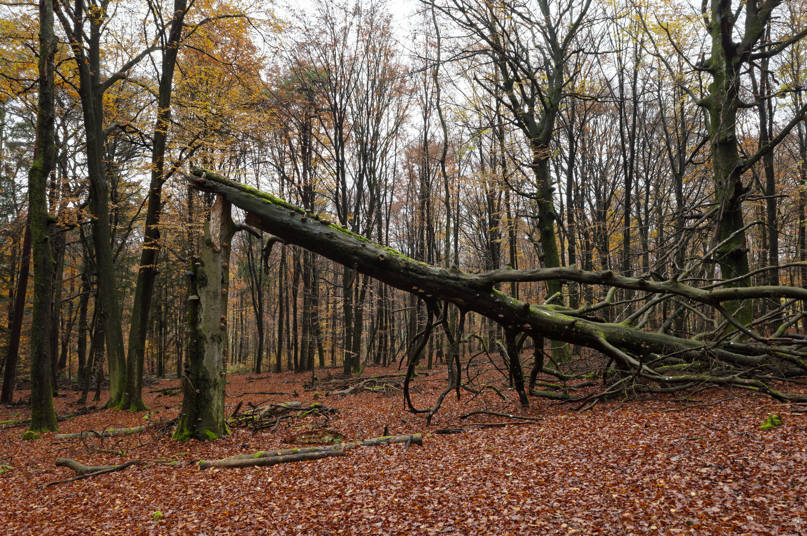 Waldmotive, hier: Spätherbstimpressionen im Laubwald