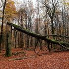 Waldmotive, hier: Spätherbstimpressionen im Laubwald