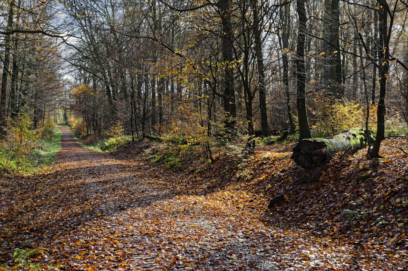 Waldmotive, hier: Spätherbstimpressionen im Laubwald