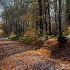 Waldmotive, hier: Spätherbstimpressionen im Laubwald