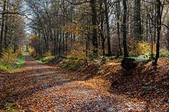 Waldmotive, hier: Spätherbstimpressionen im Laubwald