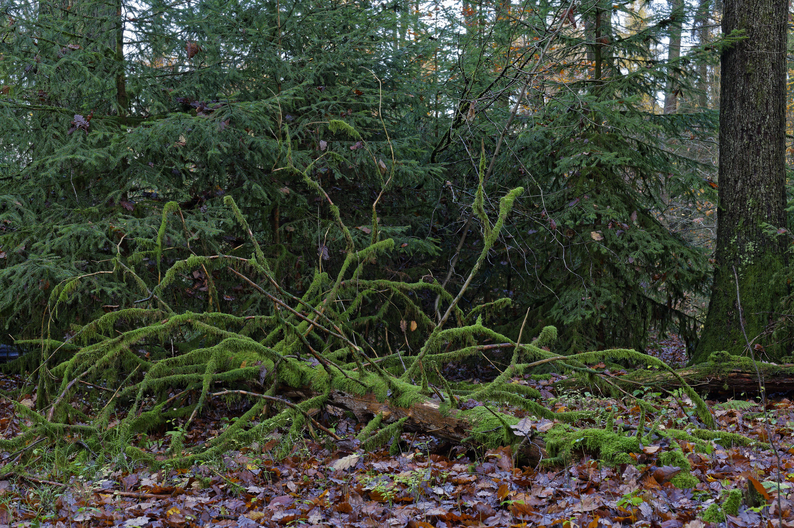Waldmotive, hier: Spätherbstimpressionen im Wald