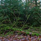 Waldmotive, hier: Spätherbstimpressionen im Wald