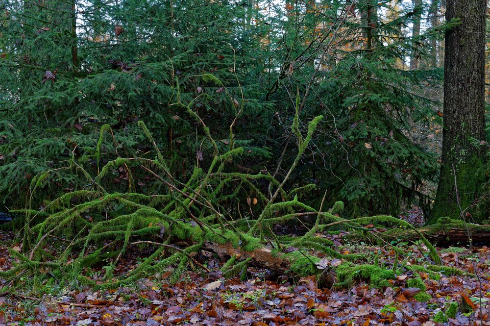 Waldmotive, hier: Spätherbstimpressionen im Wald