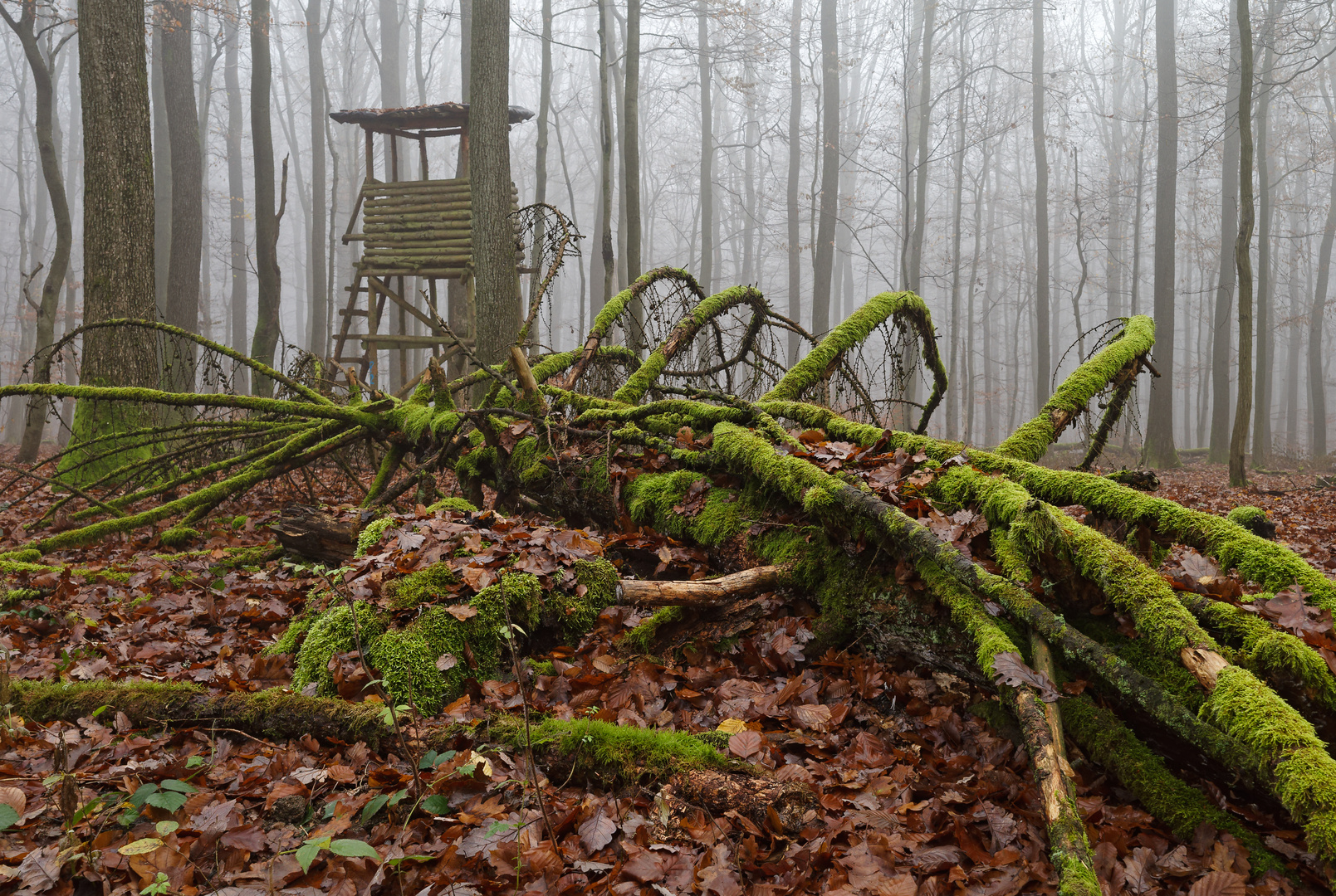 Waldmotive, hier: Spätherbstmotive im Laubwald