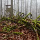 Waldmotive, hier: Spätherbstmotive im Laubwald