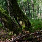 Waldmotive, hier: Spätsommer im Birkenwäldchen (2)