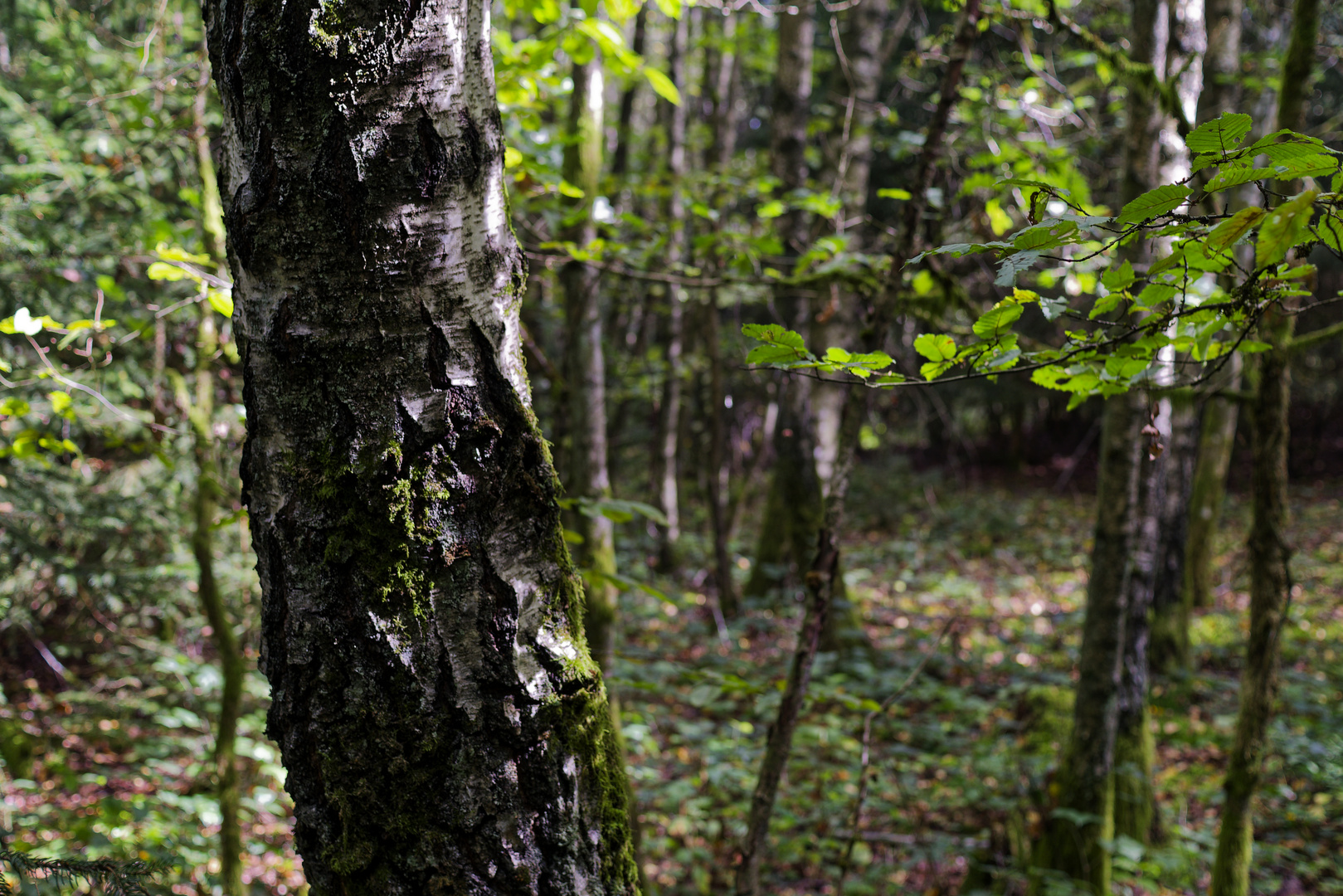 Waldmotive, hier: Spätsommer im Birkenwäldchen