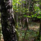 Waldmotive, hier: Spätsommer im Birkenwäldchen