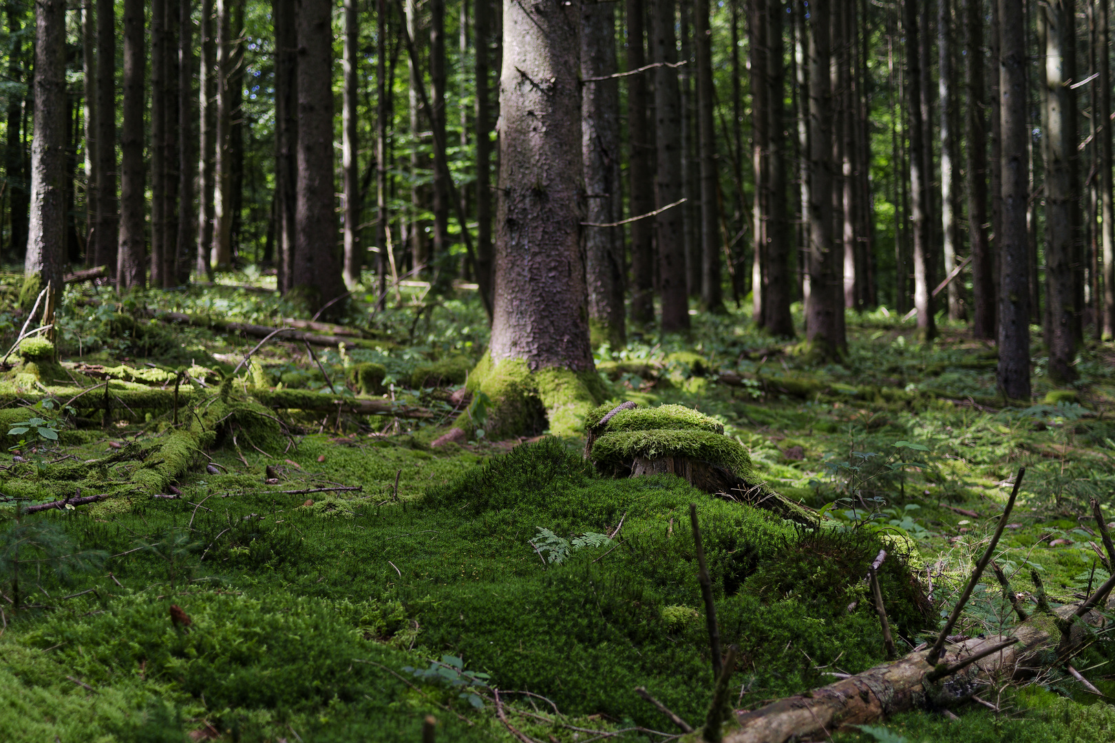 Waldmotive, hier: Spätsommer in den Mooswelten