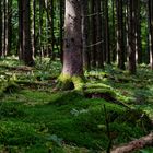 Waldmotive, hier: Spätsommer in den Mooswelten