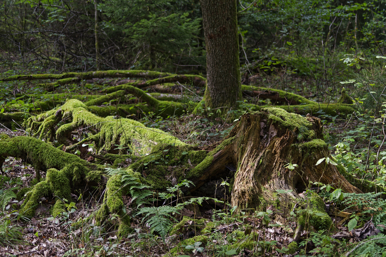 Waldmotive, hier: Spätsommer in den Mooswelten