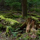 Waldmotive, hier: Spätsommer in den Mooswelten