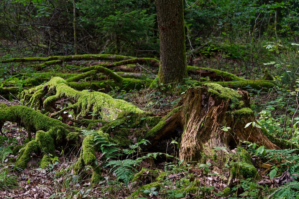 Waldmotive, hier: Spätsommer in den Mooswelten