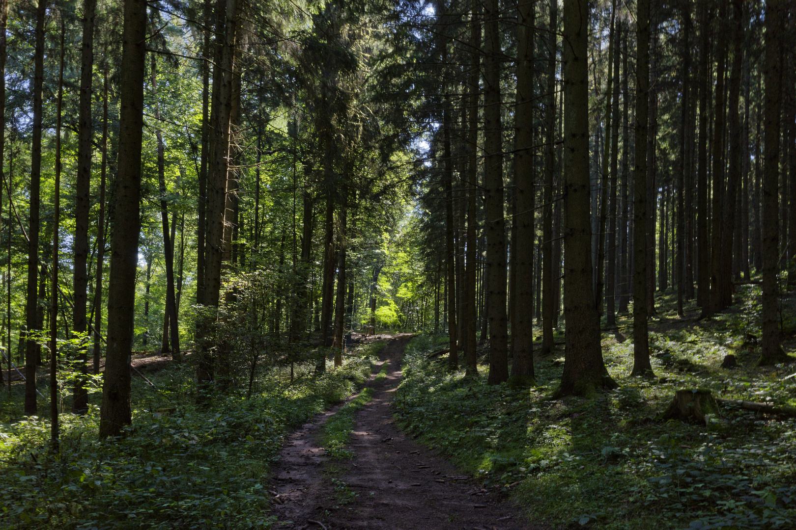 Waldmotive, hier: Spätsommerimpressionen auf einem Waldpfad