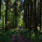 Waldmotive, hier: Spätsommerimpressionen auf einem Waldpfad