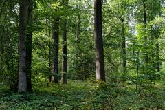 Waldmotive, hier: Spätsommerlicht im Laubwald