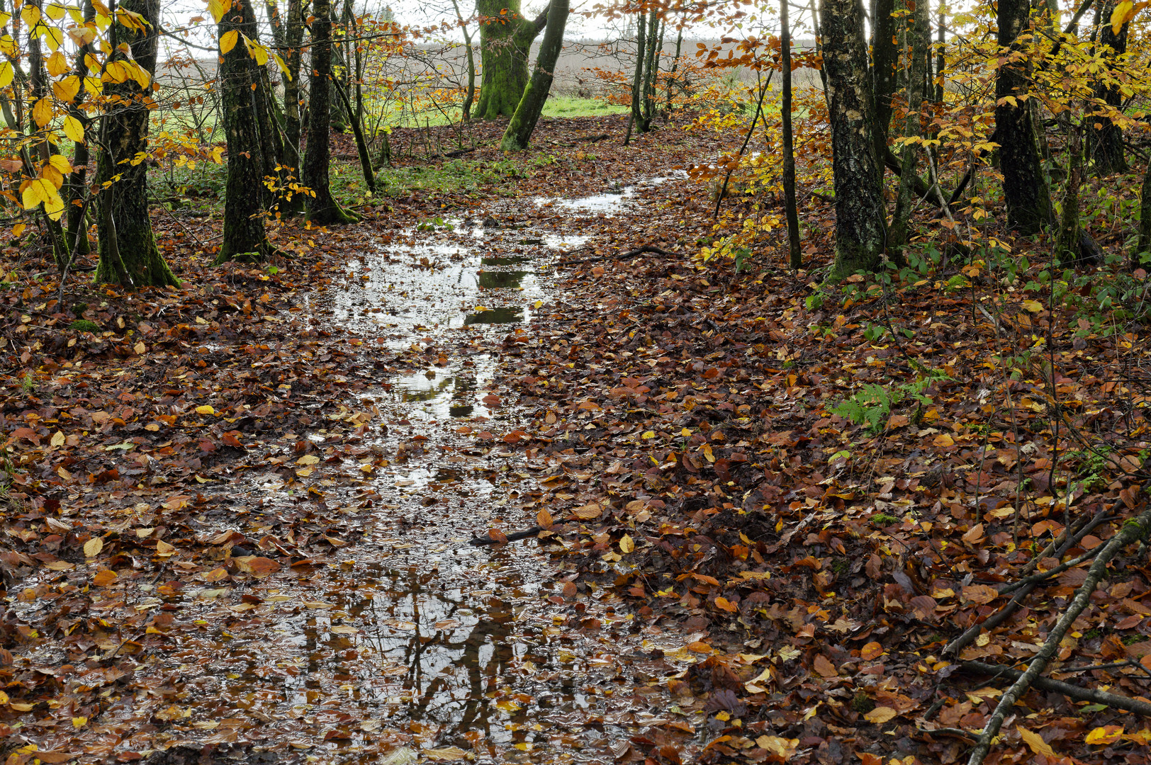 Waldmotive, hier: Spiegelungen auf dem Waldpfad