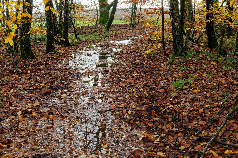 Waldmotive, hier: Spiegelungen auf dem Waldpfad