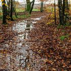 Waldmotive, hier: Spiegelungen auf dem Waldpfad