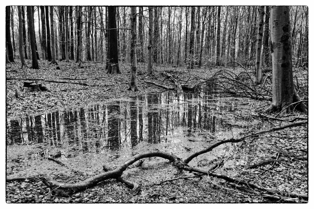 Waldmotive, hier: Spiegelungen im Waldtümpel