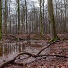 Waldmotive, hier: Spiegelungen im Waldtümpel