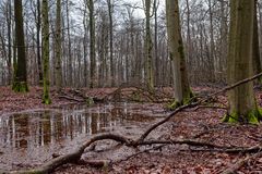 Waldmotive, hier: Spiegelungen im Waldtümpel