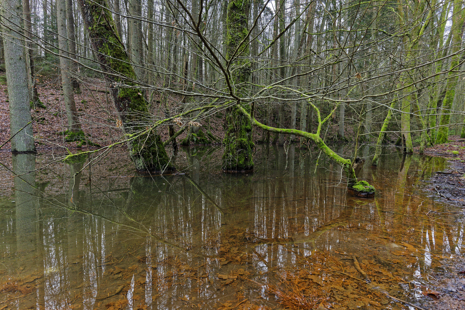 Waldmotive, hier: Spiegelungen im Waldtümpel