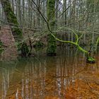 Waldmotive, hier: Spiegelungen im Waldtümpel