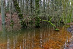 Waldmotive, hier: Spiegelungen im Waldtümpel