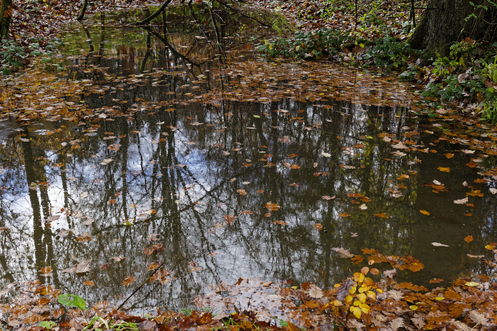 Waldmotive, hier: Spiegelungen in einem Waldtümpel