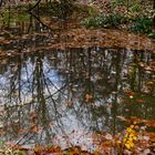 Waldmotive, hier: Spiegelungen in einem Waldtümpel